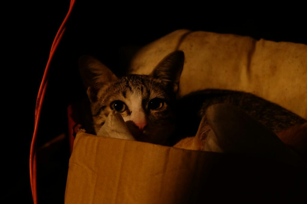 Tabby cat peeking out from a cardboard box, a familiar sight during a house move